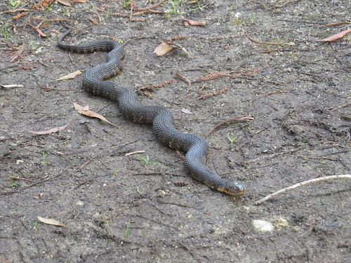 snake 2017 lakemattamaskeetnwr nerodia northernwatersnake sipedon herp nerodiasipedon nc