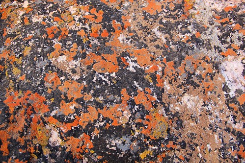 orange black rock stone nationalpark colorado nps lichens blackcanyonofgunnison deaftalent deafoutsidetalent deafoutdoortalent