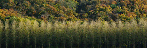 automne bois essonne ardillières forgeslesbains