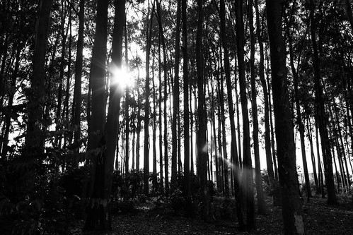 school trees light blackandwhite sun nature grass forest sunrise grayscale liberato