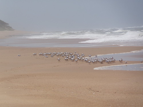 southafrica durban ocean sea sand beach waves water umhlanga bird birds seagull seagulls blinkagain africa south