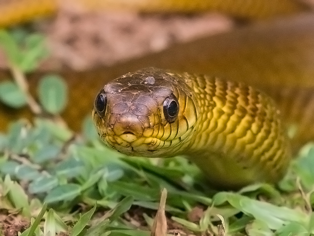 Rat Snake Sri Lanka 2013 2013-12-08