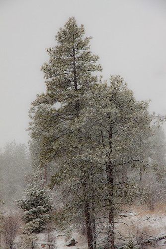 trees winter brown white canada green nature forest landscape bc okanagan pines snowing precipitation