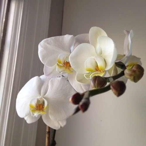 Orchid no. 4. Birthday gift from @montgomeryjewelry! #inlove #houseplantfever