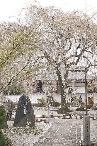 【写真】2014 桜 : 本満寺/2021-05-28/IMGP5701