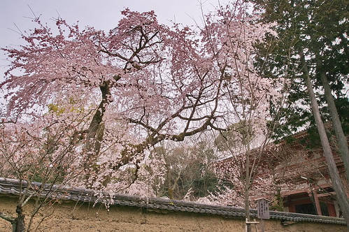 【写真】2013 桜 : 醍醐寺/2021-10-20/IMGP9045