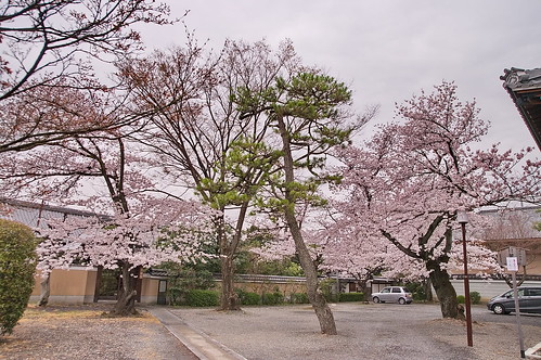 【写真】2013 桜 : 妙蓮寺/2020-05-09/IMGP9134