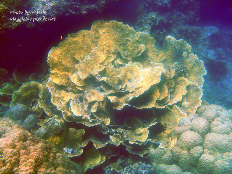 【帛琉 Palau】最毛毛的潛點之日本沈船 海中花園玫瑰珊瑚 水果蝙蝠湯 @薇樂莉 Love Viaggio | 旅行.生活.攝影