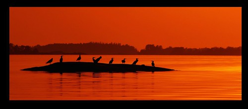 autumn sunset birds rock suomi finland cormorants gulls silhouettes balticsea september hanko nordic itämeri archipelago syksy saaristo syyskuu hangö lokkeja merimetsoja