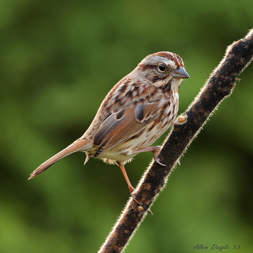 song sparrow chanteur bruant