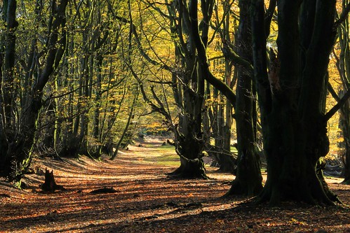 autumn trees leaves woodland woods somerset autumnal taunton quantocks aonb westbagborough quantockhills lydeardhill willsneck