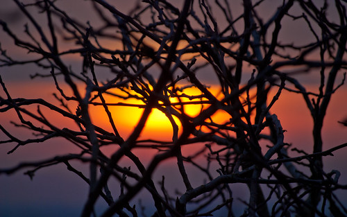 sunset branches mukacheve