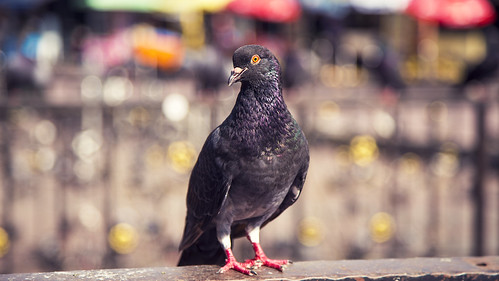 wild blur hot bird alex nature canon pose eos 24105mmf4l asia bokeh pigeon country feathers tourist caves malaysia colourful fareast isolated batucaves zoomlens 6d alexandrou canoneos6d alexalexandrou rapidrat