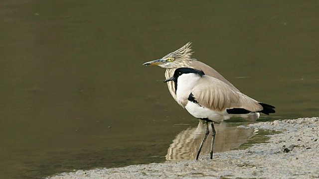 River lapwing and Indian Pond Heron