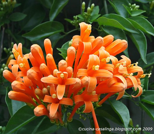 Orange Blumen 2