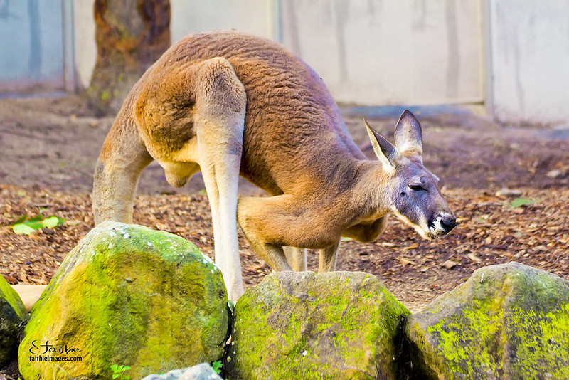 Giant red kangaroo