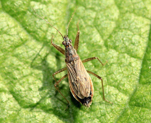 Common Damsel Bug 16518