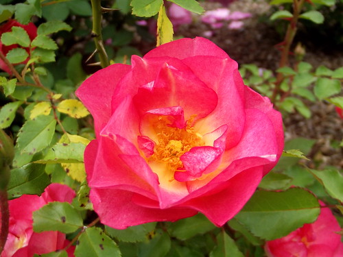 flowers rose rosegarden plants montreal montrealbotanicalgarden shrubroses roses originehorticole gardenorigin