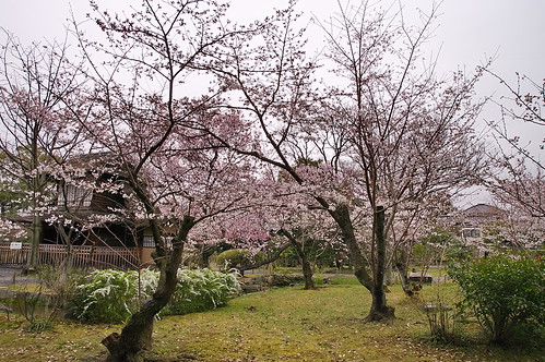 【写真】2013 桜 : 渉成園/2020-04-06/IMGP8904