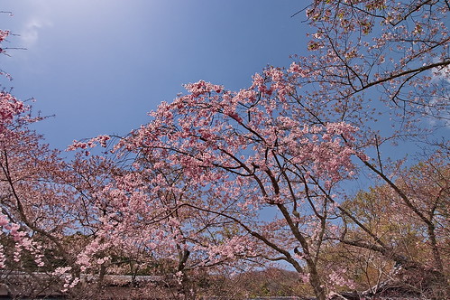 【写真】2013 桜 : 勝持寺/2020-02-28/IMGP0066