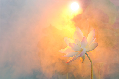 Lotus Flower - Surreal Series -  DD0A1057-1000