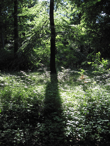 wood light shadow forest licht shade wald schatten mecklenburgvorpommern mecklenburgwesternpomerania glasin