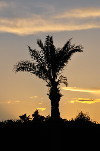 sonnenuntergang urlaub türkei palme