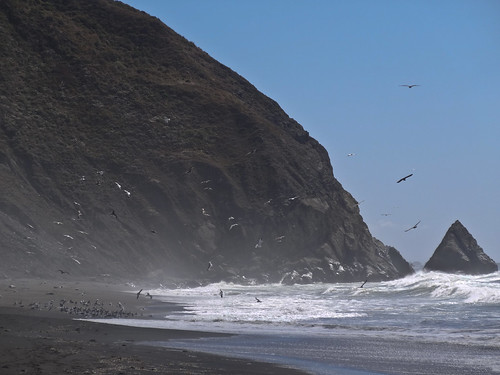 ocean california sea seagulls mist beach birds coast humboldt pacific gulls shore lostcoast terns usal