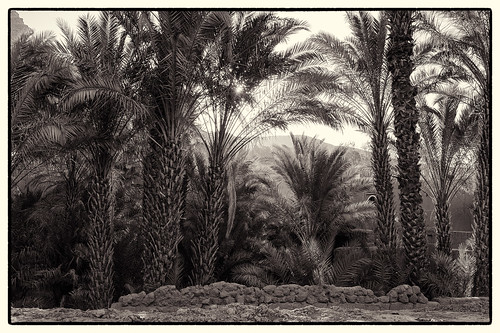 sun mountain berg sunrise palmtrees sonne sonnenaufgang palmen