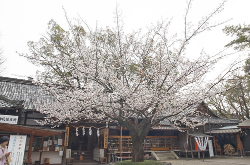【写真】2014 桜 : 護王神社/2021-08-01/IMGP5728