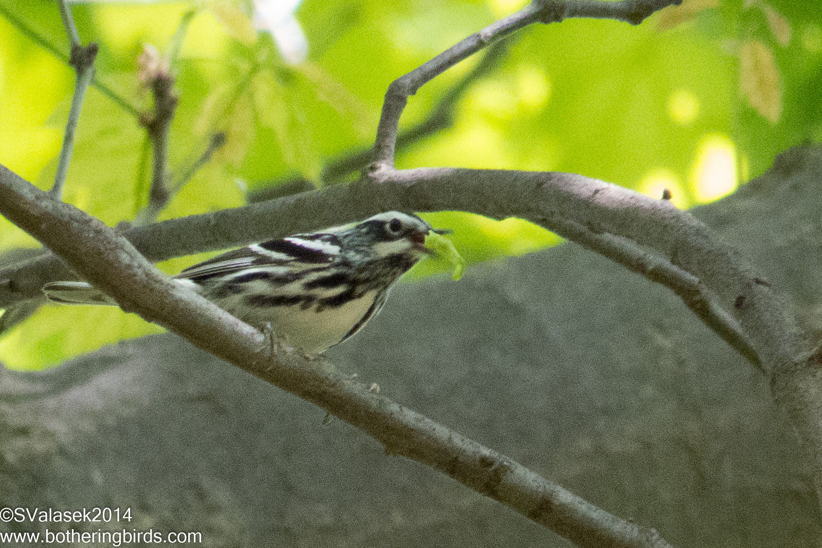 Black-and-White Warbler