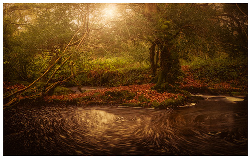 woods woodland flood spiral eddy pool spin rotating trees oak fineart intimate landscape davidhaughton