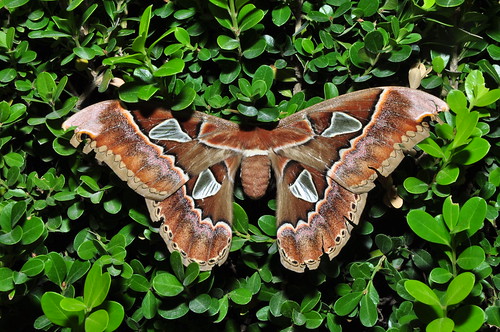 mexico moth saturniidae geo:country=mexico taxonomy:family=saturniidae