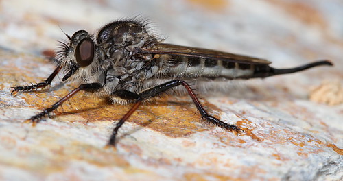 insect northcarolina fieldtrip robberfly piedmont diptera asilidae eol nerax efferiaaestuans efferia canonef100mmf28macrousm asilinae flydayfriday taxonomy:binomial=efferiaaestuans neraxaestuans orangecty20130807