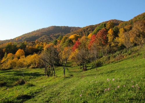 autumn forest colorful path meadow baiamare ősz erdő ösvény rét nagybánya színes canonpowershotsx20is