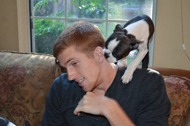 A young man sitting on a couch while a Boston Terrier puppy licks his ear.