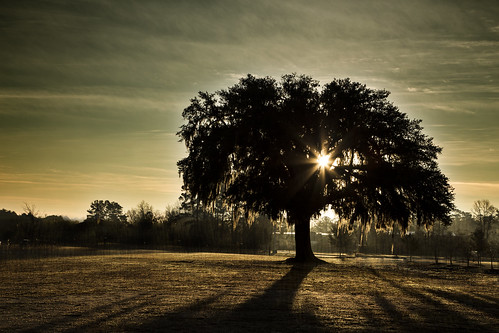 winter sunlight tree texture photoshop sunrise moss oak southcarolina lowcountry monckscorner