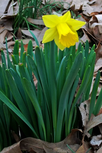 Tenby daffodil