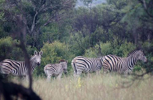 holiday animals southafrica safari zebra johannesburg mzikigamelodge