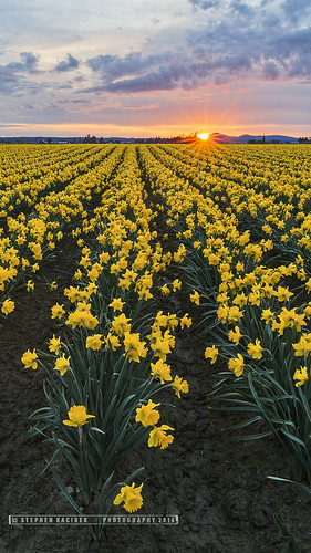 flowers sunset nature landscape washington colorful daffodils tulipfestival laconner tulipfields d600 colorfulclouds nikond600 zeiss21distagon