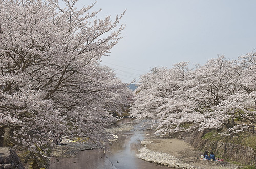 【写真】2014 桜 : 和らぎの道/2018-08-23/IMGP5954