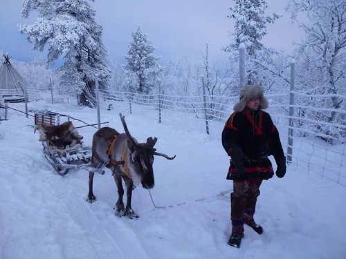 reindeer lapland sledding kiruna sami samiexperience