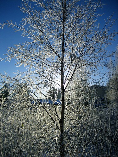 morning blue winter sky sun tree landscape frost sweden atmosphere frosty 2006 sverige scandinavia scandinavian lycksele västerbotten canonixus55