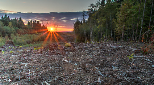 poverty wood sunset orange sun canada tree green tower industry nature ecology electric metal forest sunrise landscape evening high log wire energy industrial power cut forestry timber britishcolumbia destruction harvest logging conservation cable line exploitation stump damage tropical electricity trunk environment electrical desolate mapleridge climate transmission lumber devastation volt voltage deforestation cleared logged deforested ubcmalcolmknappresearchforest