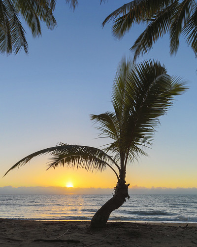 ocean morning sea sun tree beach sunshine silhouette sunrise dawn coast warm peace cove peaceful australia palm queensland tropical tropic coastline tranquil palmcove mikebarber mcbphotography