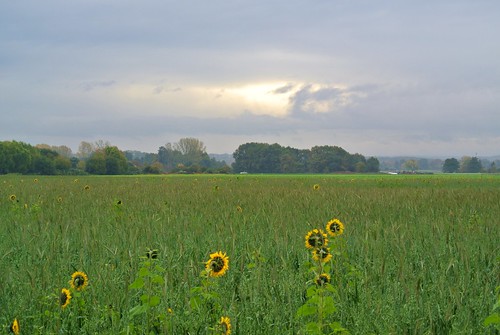 autumn rain germany deutschland herbst felder sunflower regen sonnenblumen ivlys darmstadtarheilgen