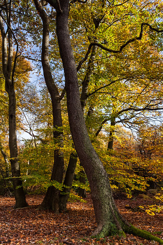 autumn buckinghamshire burnhambeeches roantrum mf13