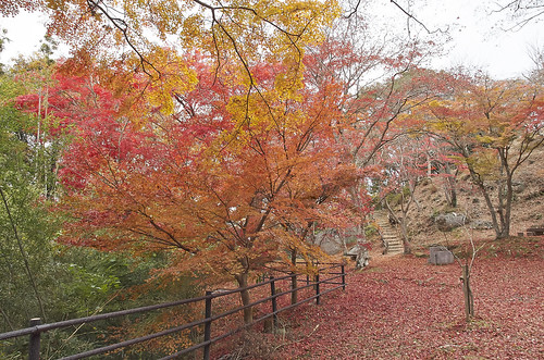 【写真】2013 紅葉 : 笠置山もみじ公園/2021-10-24/IMGP3613