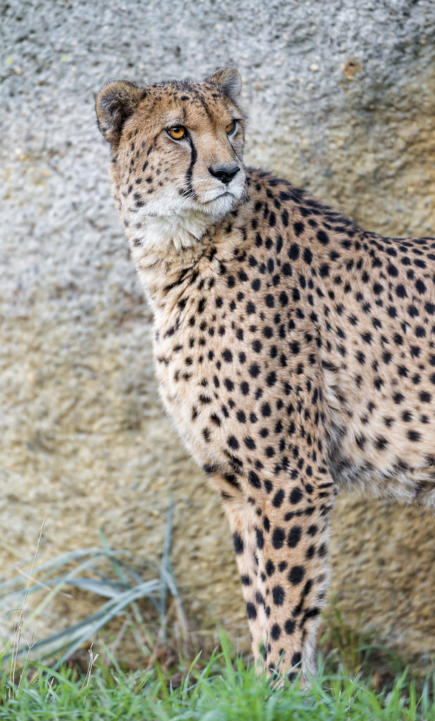 Cheetah looking at the side