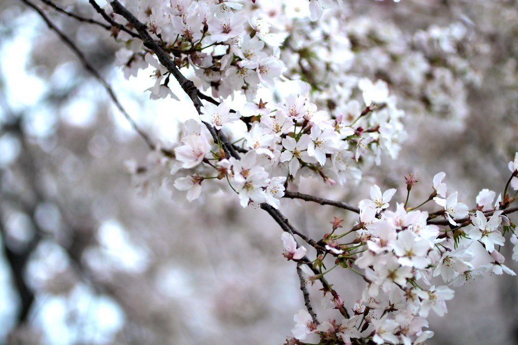 Cherry Blossoms Washington DC 2014